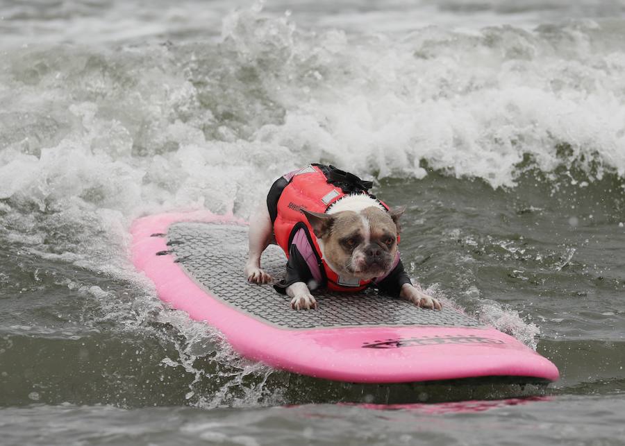 El Campeonato Mundial de Surf para perros en la Playa Linda Mar en California. Los perros acompañados de sus tandems o dueños luchan por el primer puesto en la competición 