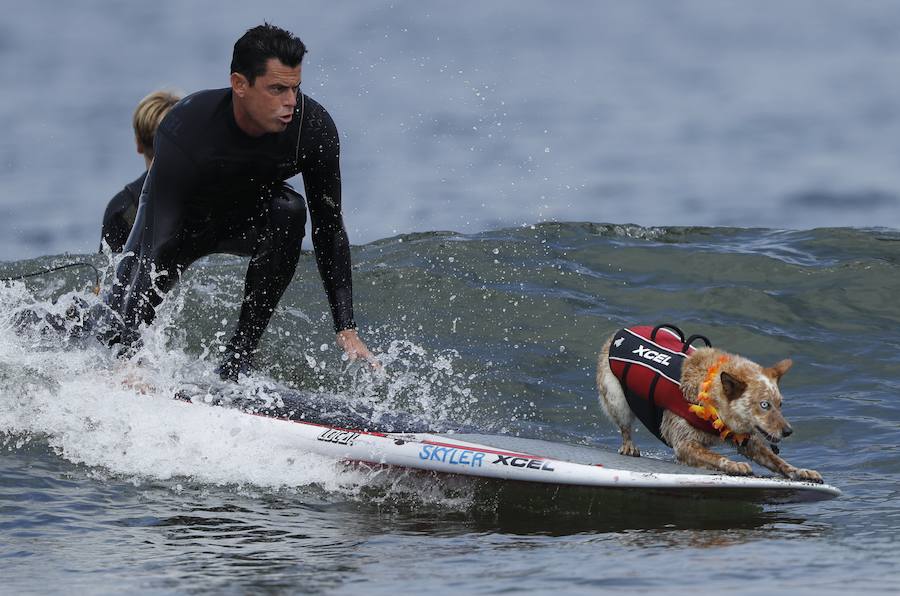 El Campeonato Mundial de Surf para perros en la Playa Linda Mar en California. Los perros acompañados de sus tandems o dueños luchan por el primer puesto en la competición 