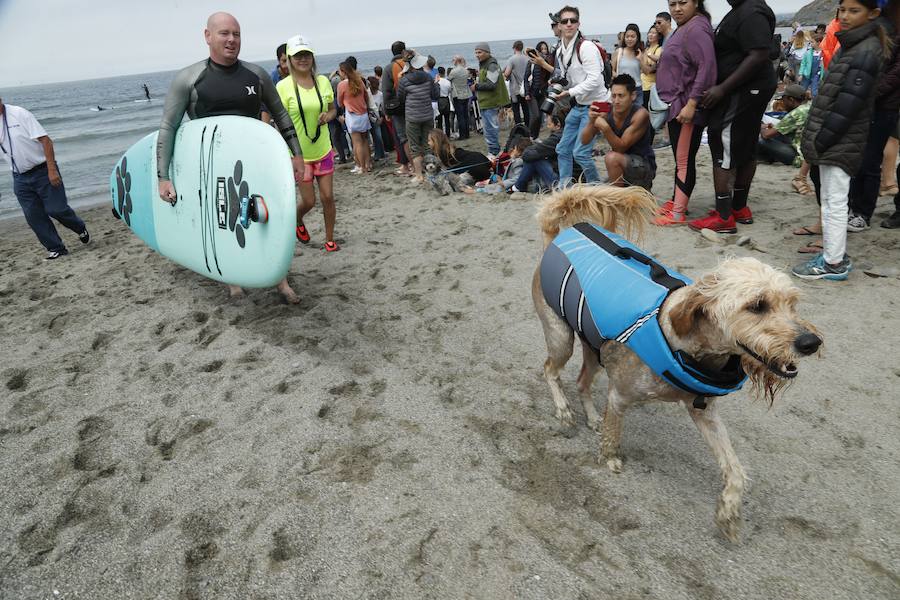 El Campeonato Mundial de Surf para perros en la Playa Linda Mar en California. Los perros acompañados de sus tandems o dueños luchan por el primer puesto en la competición 