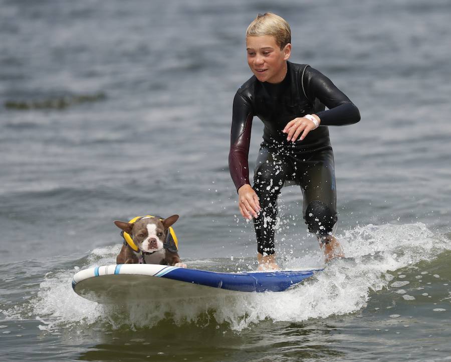 El Campeonato Mundial de Surf para perros en la Playa Linda Mar en California. Los perros acompañados de sus tandems o dueños luchan por el primer puesto en la competición 