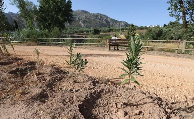 La mayoría de adelfas plantadas en noviembre del año pasado en Villanueva del Rosario han logrado salir adelante.