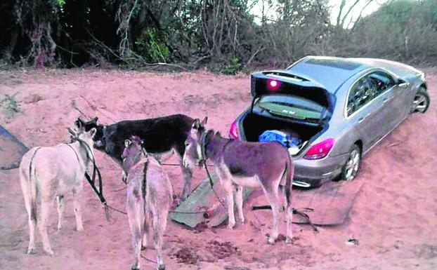 Un grupo de burros, preparado para ponerse en marcha camino de Zimbabue. 