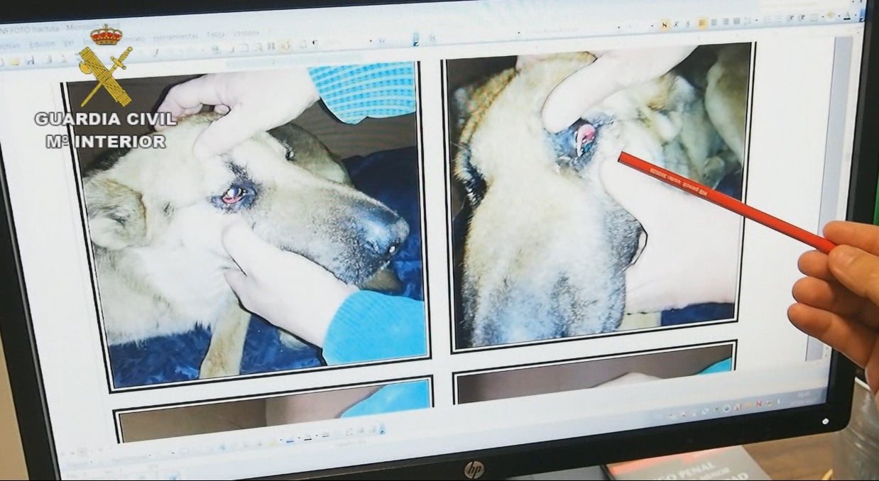 Imagen del estado de uno de los perros intervenidos.