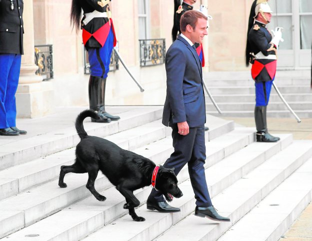 Macron desciende la escalinata del Elíseo en compañía de 'Nemo', recién llegado al palacio presidencial. :: Charles Platiau / reuters