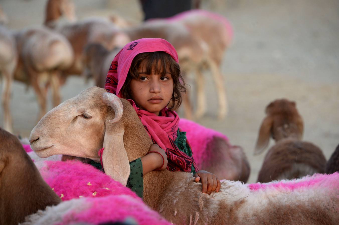 Una niña afgana agarra a una cabra en el mercado de animales en Jalalabad (Afganistán) . Estos días los musulmanes se preparan para la fiesta del sacrificio. 