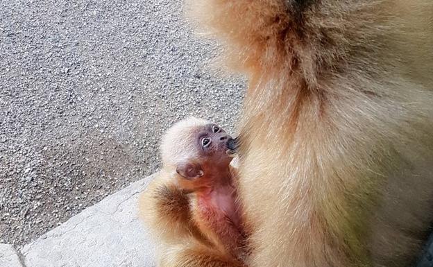 Nace una cría de gibón de mejillas doradas en Bioparc Fuengirola