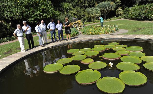 La Concepción acoge un nenúfar gigante único