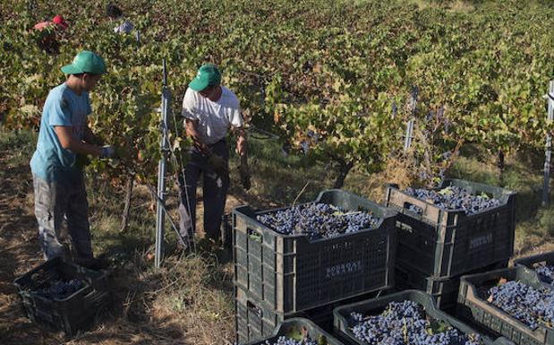 Uva cabernet sauvignon, una de las variedades plantadas en Álora para elaborar tinto. 
