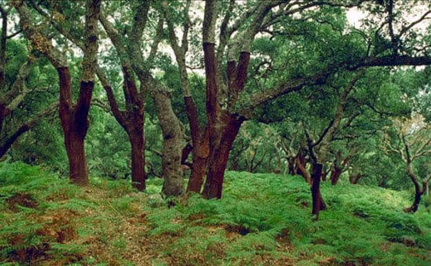 La Junta amplía el Parque Los Alcornocales para proteger aún más La Almoraima