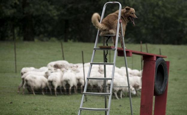 Imagen principal - Kit, un perro casi ciego, cuida un rebaño de 210 ovejas y cabras