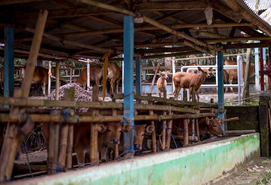 Más de 120.000 personas evacúan la región en torno al Monte Agung por amenzada en nivel máximo de erupción desde la semana pasada. 