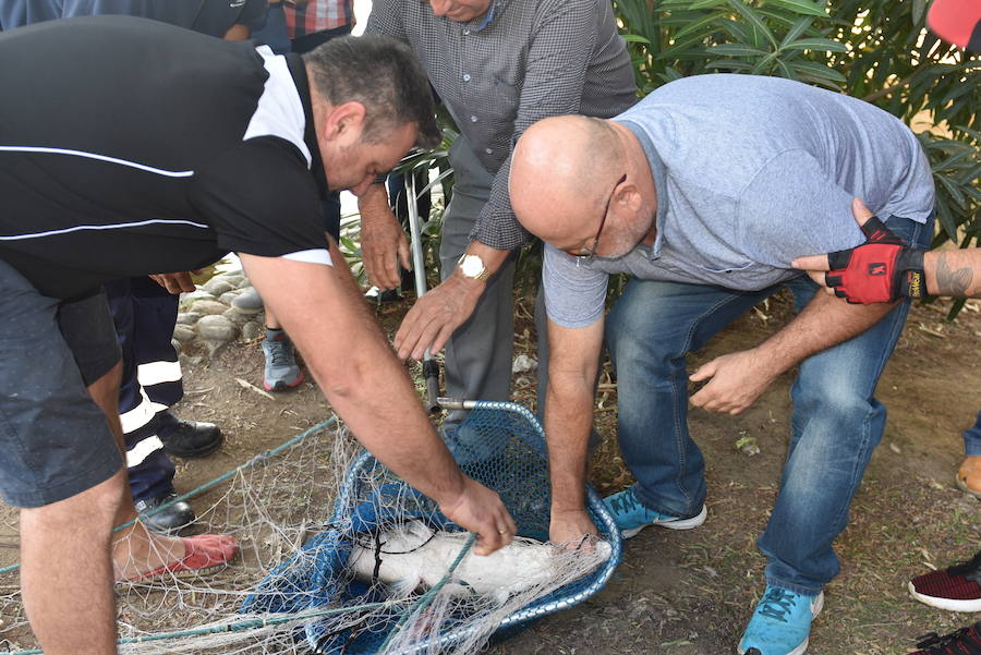 El ejemplar ha sido transportado al Bioparc de Fuengirola