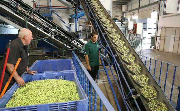 Diferentes partes del proceso de producción del aceite de oliva virgen extra, que posteriormente se llevan los productores.