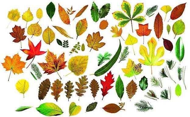 ¿Cuántas hojas de árboles eres capaz de identificar?