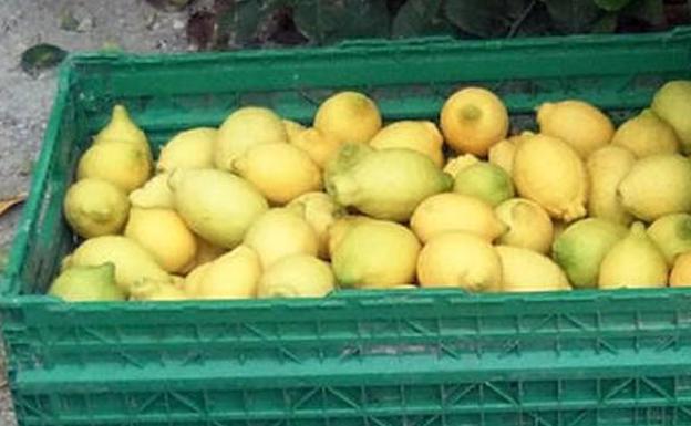 Cae un grupo dedicado a robar en cultivos del Guadalhorce para vender a fruterías y mercadillos