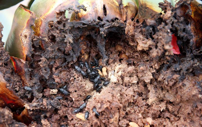 El servicio municipal y Sanidad Vegetal de la Junta trabajan ya para frenar la propagación de este pequeño escarabajo 
