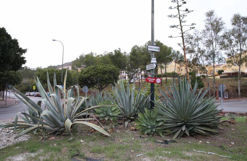 El servicio municipal y Sanidad Vegetal de la Junta trabajan ya para frenar la propagación de este pequeño escarabajo 