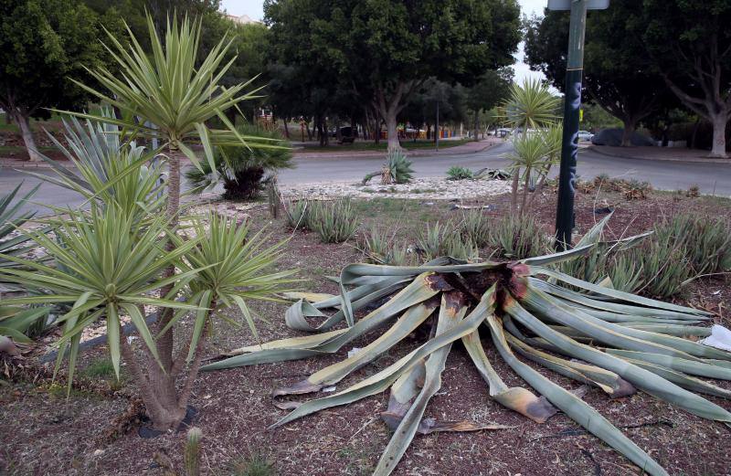 El servicio municipal y Sanidad Vegetal de la Junta trabajan ya para frenar la propagación de este pequeño escarabajo 