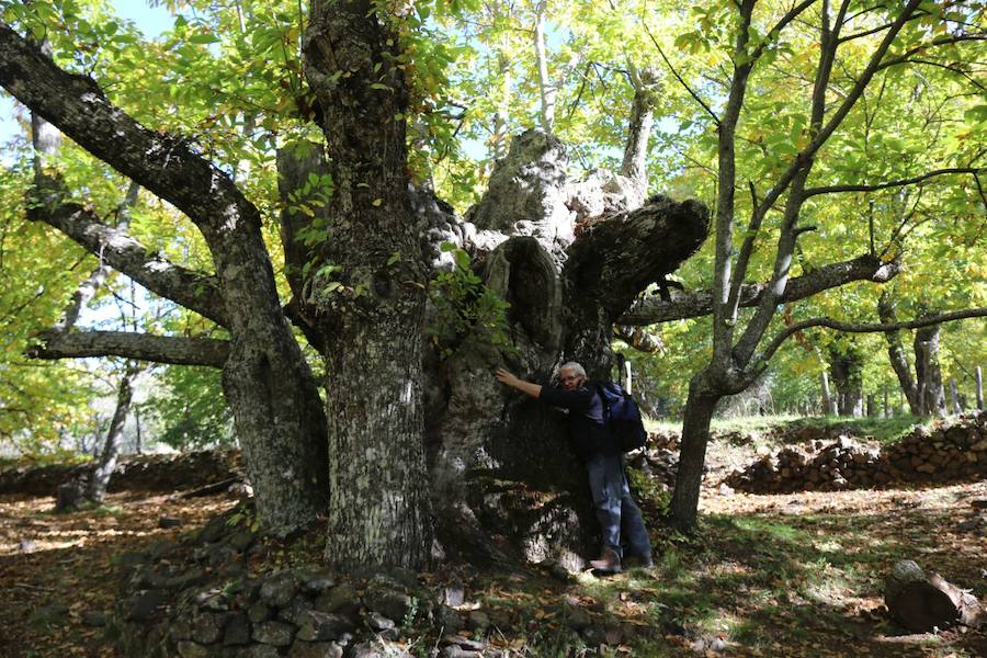 Los castaños, antes de perder sus hojas, tiñen de ocres, dorados, marrones y amarillos el Valle