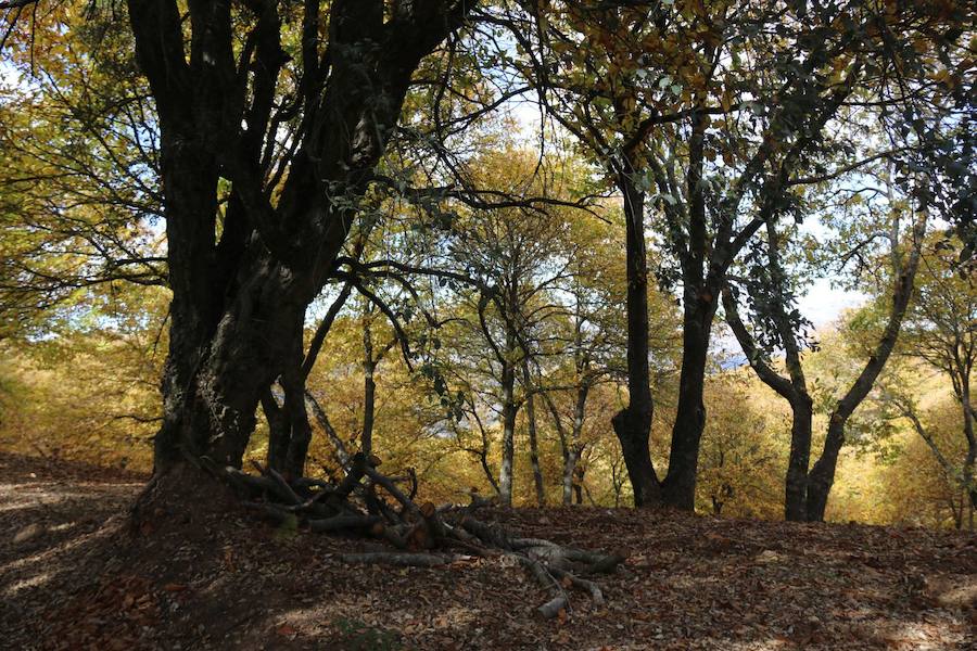 Los castaños, antes de perder sus hojas, tiñen de ocres, dorados, marrones y amarillos el Valle