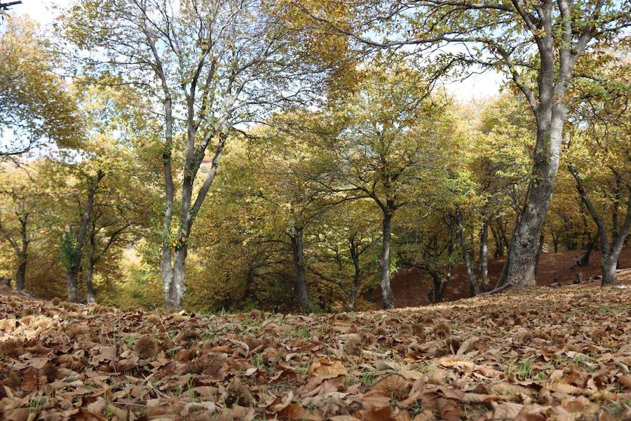 Los castaños, antes de perder sus hojas, tiñen de ocres, dorados, marrones y amarillos el Valle