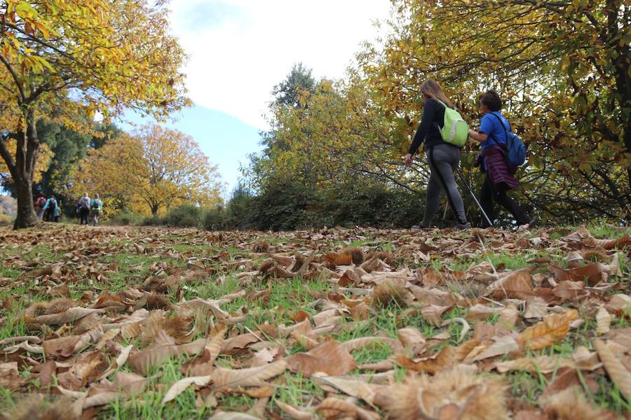 Los castaños, antes de perder sus hojas, tiñen de ocres, dorados, marrones y amarillos el Valle