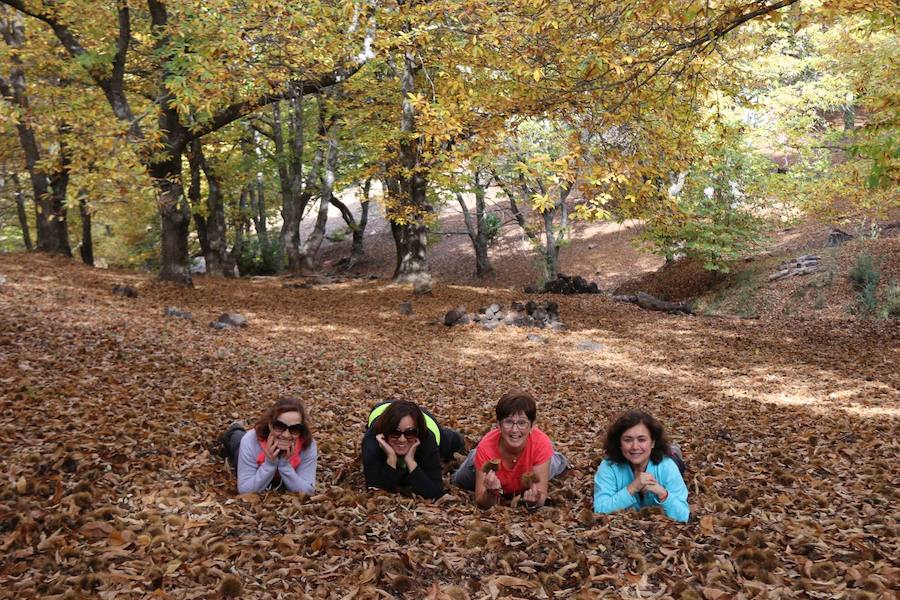 Los castaños, antes de perder sus hojas, tiñen de ocres, dorados, marrones y amarillos el Valle