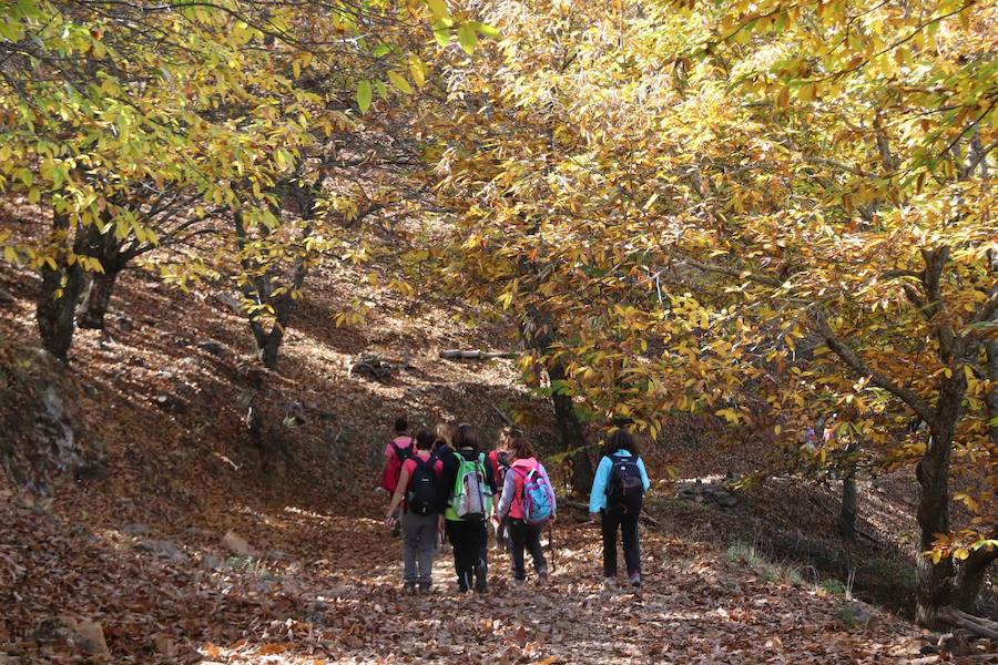 Los castaños, antes de perder sus hojas, tiñen de ocres, dorados, marrones y amarillos el Valle