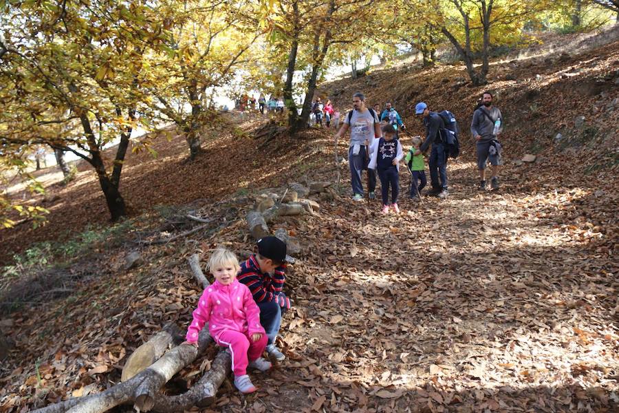 Los castaños, antes de perder sus hojas, tiñen de ocres, dorados, marrones y amarillos el Valle
