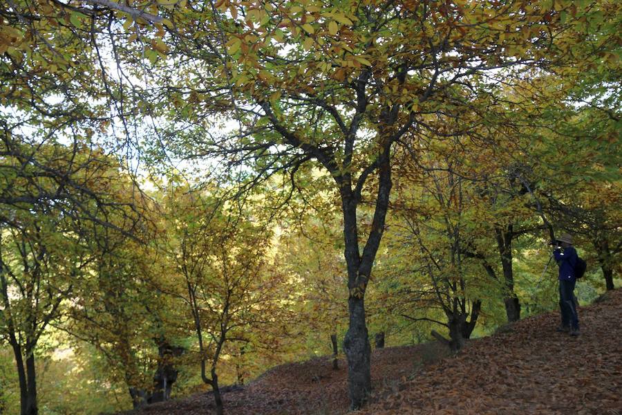 Los castaños, antes de perder sus hojas, tiñen de ocres, dorados, marrones y amarillos el Valle