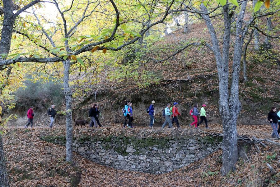 Los castaños, antes de perder sus hojas, tiñen de ocres, dorados, marrones y amarillos el Valle