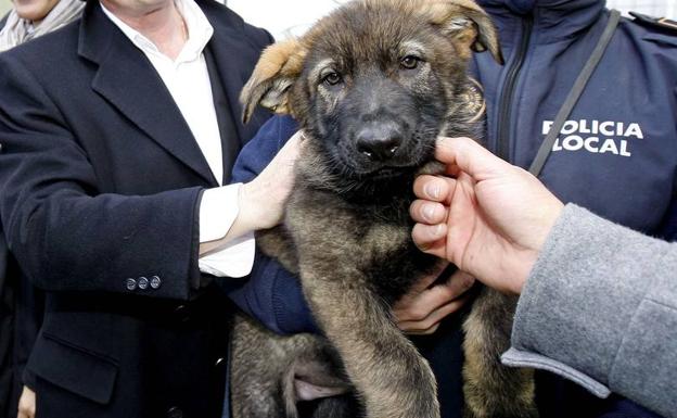 Cachorro de pastor alemán 