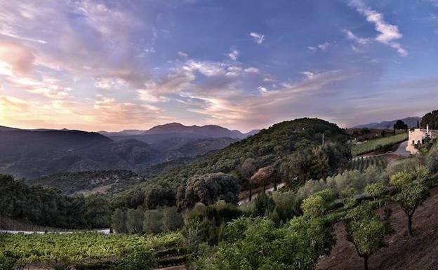 En Gaucín se pueden visitar los viñedos y las bodegas Cézar.