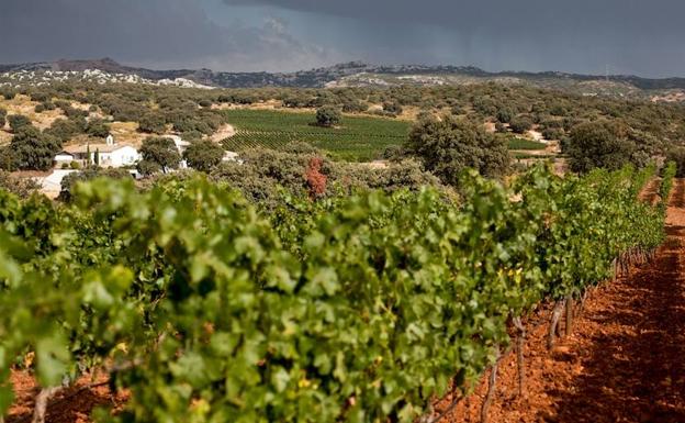 Viñedos del Cortijo Los Aguilares.