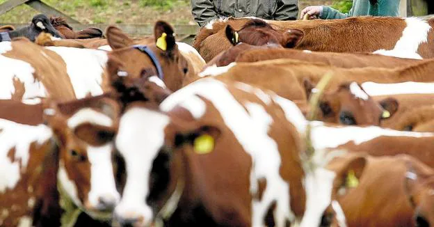 Detectado un caso de 'vaca loca' en Salamanca