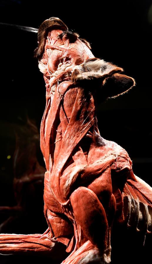 Llega por primera vez a España la exposición de los creadores de 'The Body Worlds'. Una muestra con más de 100 animales diferentes: osos, jirafas, elefantes, gorilas, anguilas, pulpos, tiburones...