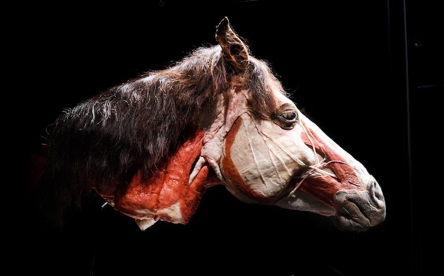 Llega por primera vez a España la exposición de los creadores de 'The Body Worlds'. Una muestra con más de 100 animales diferentes: osos, jirafas, elefantes, gorilas, anguilas, pulpos, tiburones...