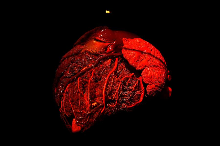 Llega por primera vez a España la exposición de los creadores de 'The Body Worlds'. Una muestra con más de 100 animales diferentes: osos, jirafas, elefantes, gorilas, anguilas, pulpos, tiburones...