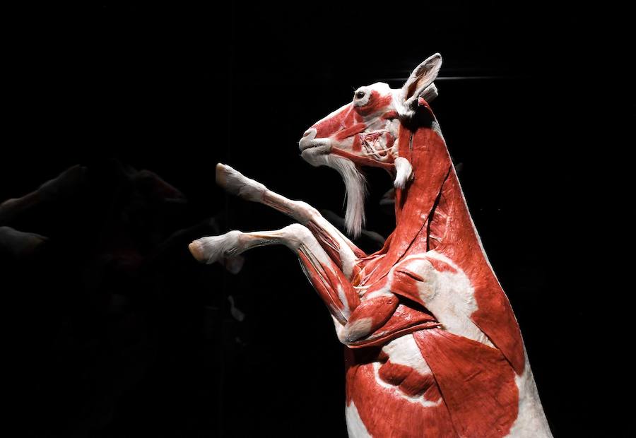 Llega por primera vez a España la exposición de los creadores de 'The Body Worlds'. Una muestra con más de 100 animales diferentes: osos, jirafas, elefantes, gorilas, anguilas, pulpos, tiburones...