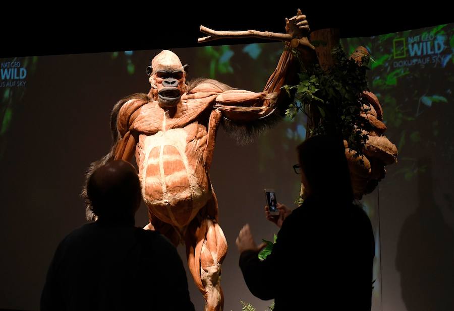 Llega por primera vez a España la exposición de los creadores de 'The Body Worlds'. Una muestra con más de 100 animales diferentes: osos, jirafas, elefantes, gorilas, anguilas, pulpos, tiburones...