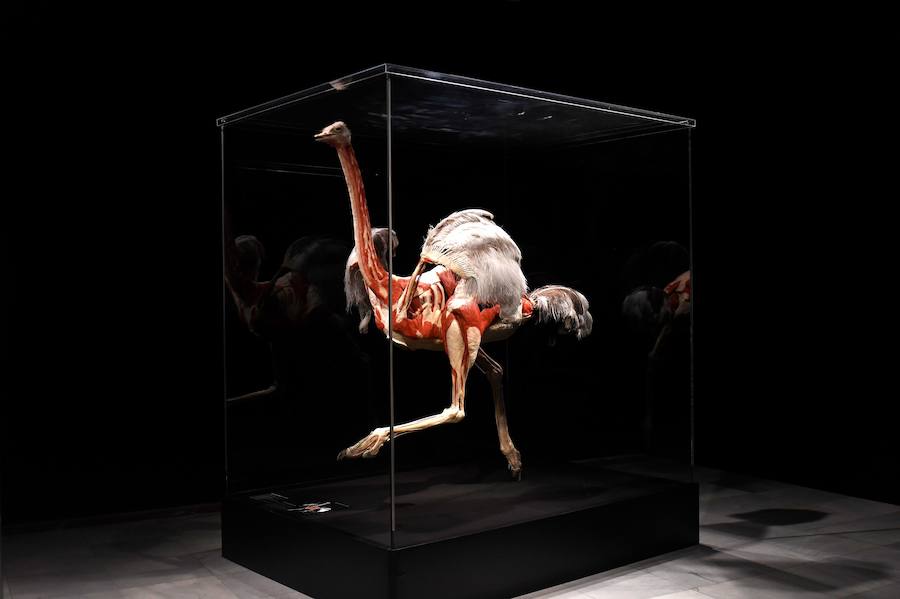 Llega por primera vez a España la exposición de los creadores de 'The Body Worlds'. Una muestra con más de 100 animales diferentes: osos, jirafas, elefantes, gorilas, anguilas, pulpos, tiburones...