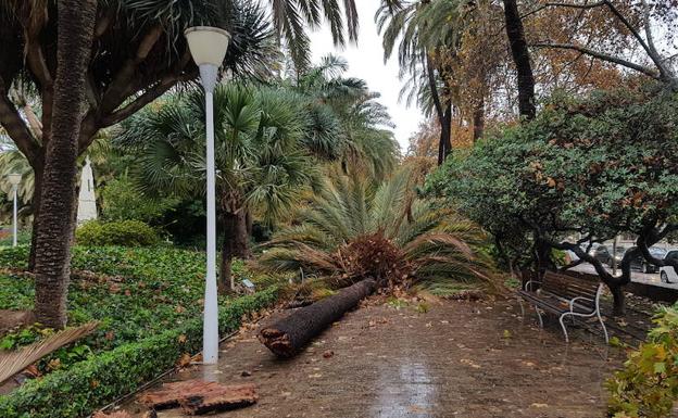 Una palmera caída en el Paseo del Parque.