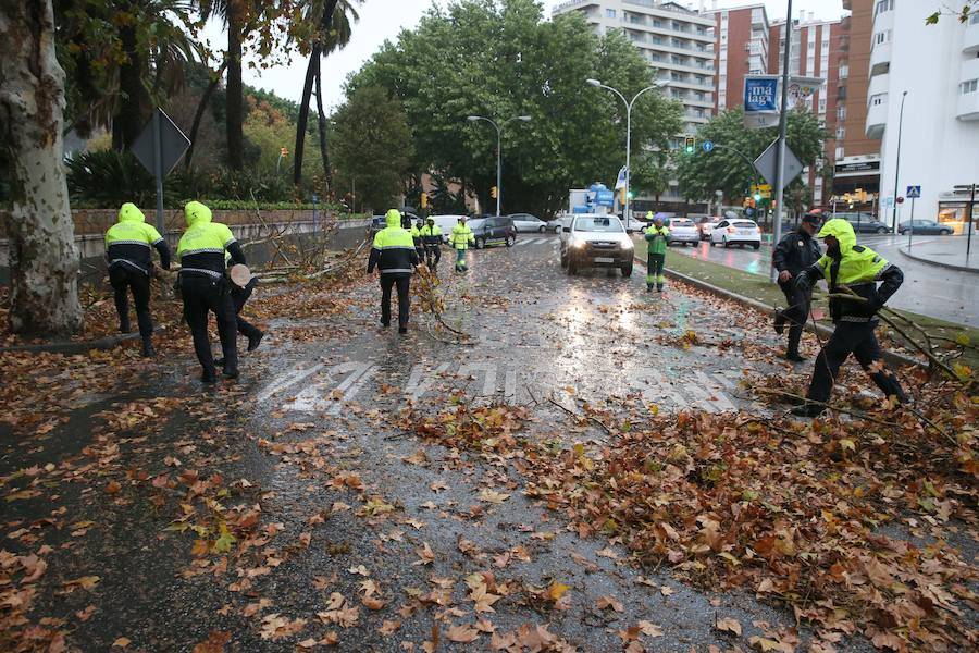 La caída de dos árboles ha obligado a cerrar el tráfico del paseo de los Curas y un lateral de la Alameda Principal