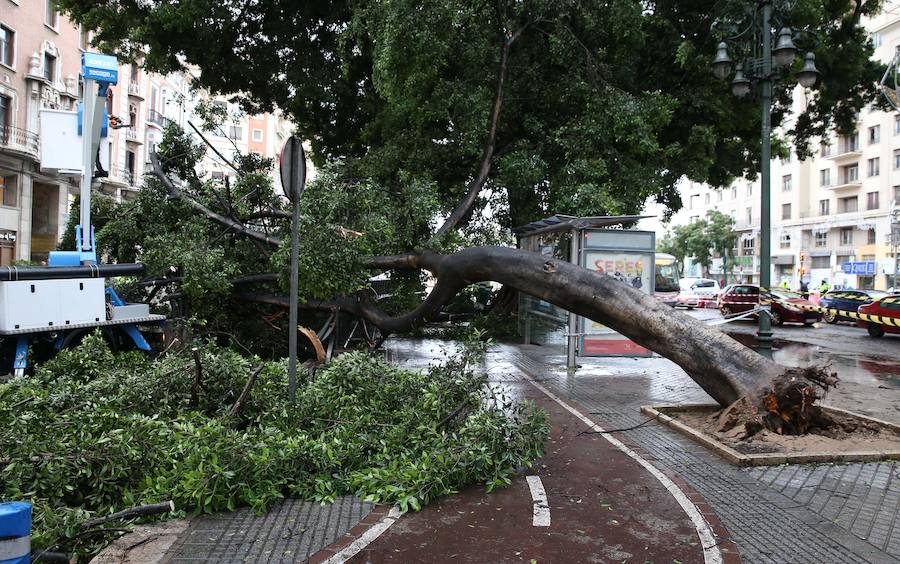 La caída de dos árboles ha obligado a cerrar el tráfico del paseo de los Curas y un lateral de la Alameda Principal