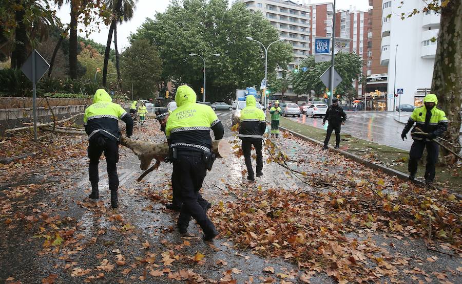 La caída de dos árboles ha obligado a cerrar el tráfico del paseo de los Curas y un lateral de la Alameda Principal