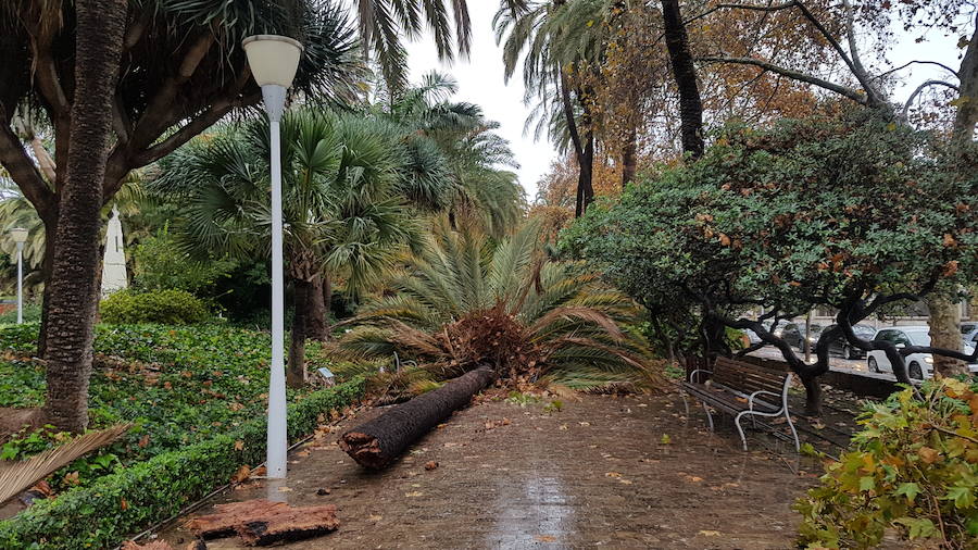 La caída de dos árboles ha obligado a cerrar el tráfico del paseo de los Curas y un lateral de la Alameda Principal