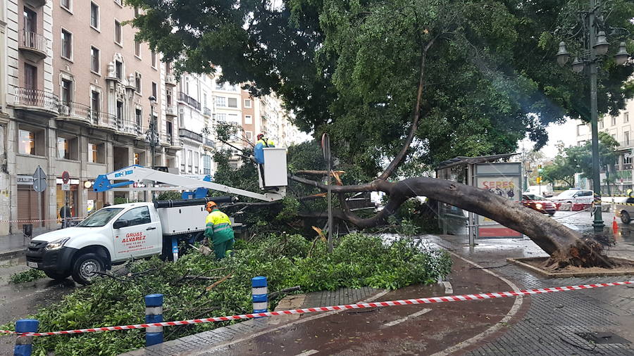 Imagen. Árbol caído en la Alameda.