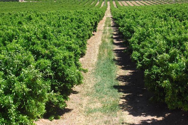 El glifosato es el herbicida más utilizado en España y en el mundo por los agricultores.