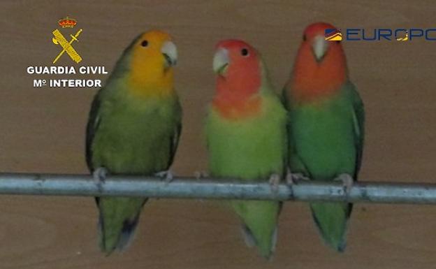Detenidas 29 personas de una red internacional dedicada al comercio ilegal de especies de aves