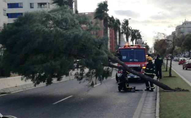 Árbol caído en la calle Pacífico de Málaga. 